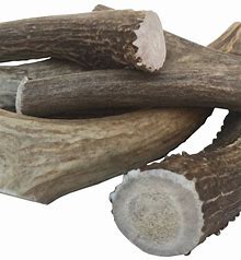 Large deer antler