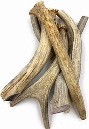 Medium deer antler